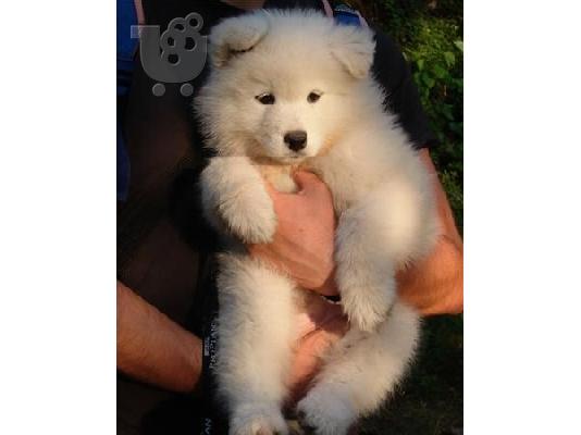 PoulaTo: SAMOYED κουταβακια